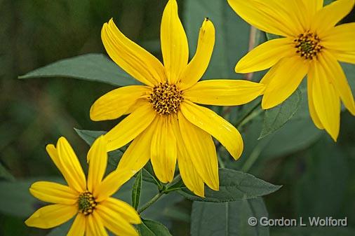 Yellow Wildflowers_14728.jpg - Photographed near Smiths Falls, Ontario, Canada.